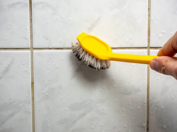 Best Affordable Mold Removal  in Franklin Park, FL