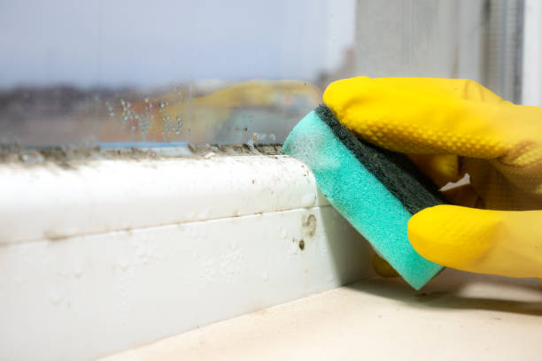 Best Mold Removal Company Near Me  in Franklin Park, FL