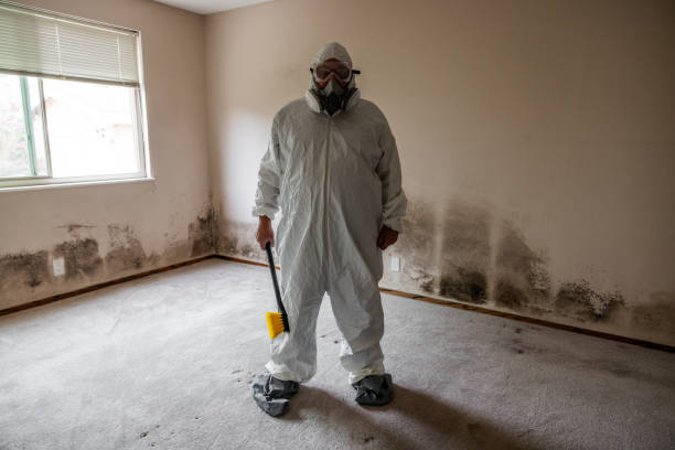 Best Residential Mold Removal  in Franklin Park, FL